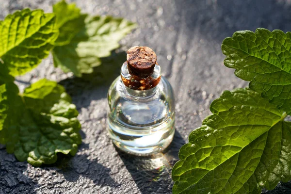 Yeşil Melissa yapraklı şeffaf bir yağ şişesi.