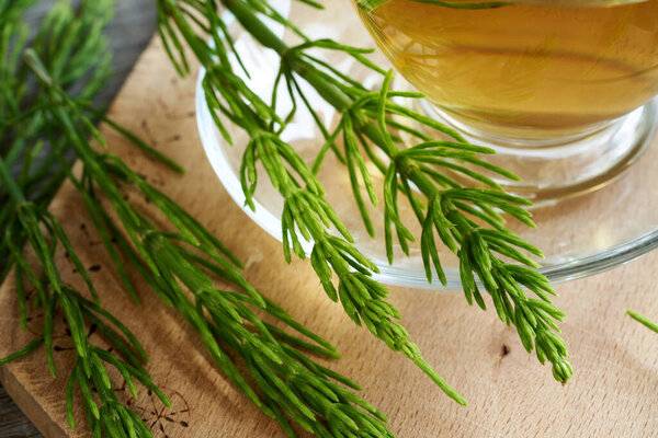 Fresh horsetail plant on a table with herbal tea in the background
