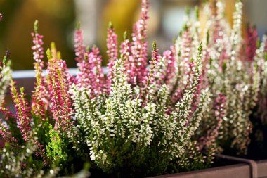 Açık havada yetişen taze çiçek açan fundalık bitkisi.