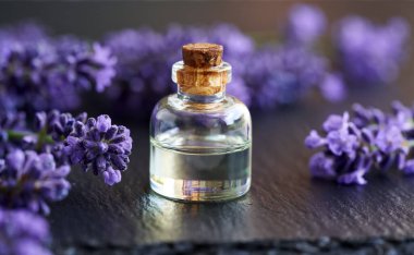 A bottle of aromatherapy essential oil with fresh lavender flowers on black background