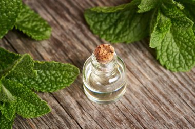 A glass bottle of aromatherapy essential oil with fresh peppermint leaves     