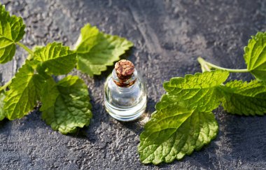 A transparent bottle of aromatherapy essential oil with fresh melissa leaves on gray background