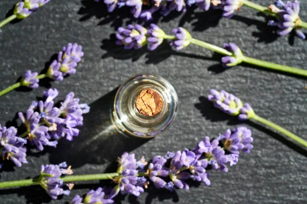 Een Fles Etherische Olie Met Verse Lavendelbloemen Een Donkere Achtergrond — Stockfoto
