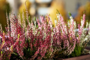 Güneşli bir günde, sonbaharda açık havada çiçek açan fundalık bitkisinin kapanışı.