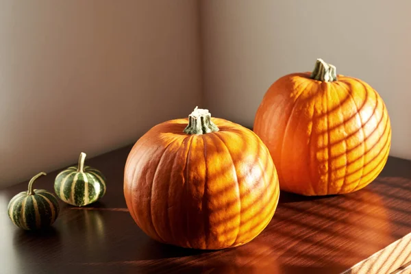 Two Orange Halloween Pumpkins Table Sumlight — Stock Photo, Image