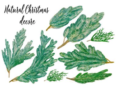 Suluboya el doğal kış dekoru, yeni yıl klip sanatı, dekoratif elementler, suluboya köknar dalları, el yapımı çam ağacı, izole nesneler, çizilmiş tuya