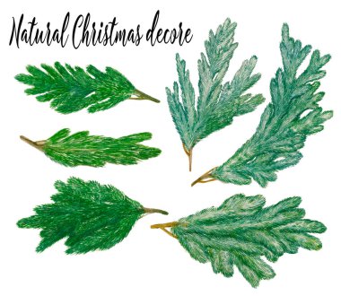 Waterolor el çizilmiş doğal kış dekoru, boğulmuş çam ağacı, ladin, yemyeşil ağaç, ağaç dalları, botanik elementleri