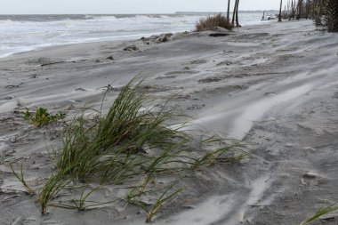 Kıyı manzarasında kum ve deniz yosunları, yüksek gelgitler ve dalgalı dalgalar, yatay görünüm