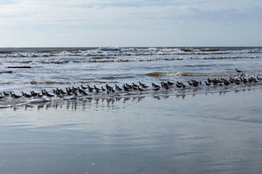 Deniz kuşları sürüsü okyanus kıyısında koşuyor, açık güneşli bir sabah, yatay görünüm
