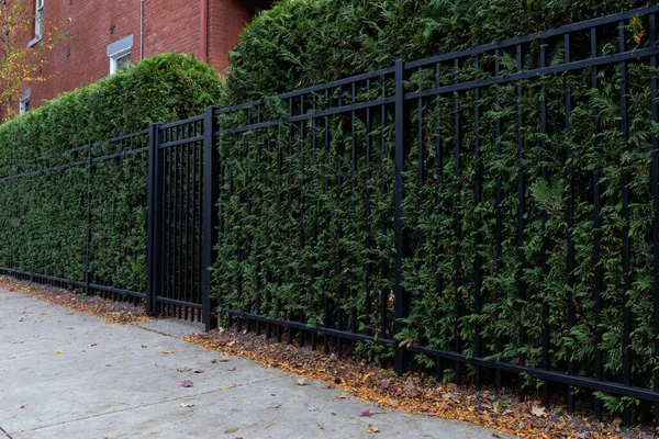 人行道旁边的一个高大的 黑色的金属围栏背靠着为隐私 秋天的季节 水平方面的常绿篱笆 — 图库照片