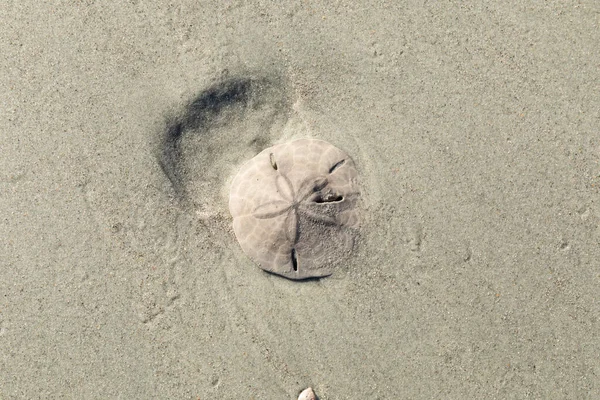 Sand dollar washed ashore on a sandy beach, close view with copy space, horizontal aspect