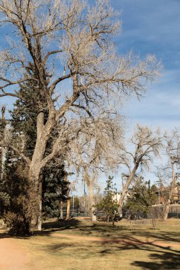 Kentsel kış manzarasında uzun Gambel Meşesi ağaçları, mavi gökyüzü, dikey görünüm