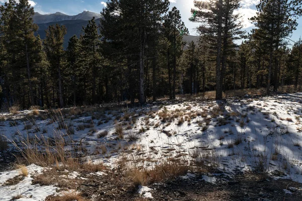 Légère Couverture Neige Sur Les Herbes Des Prairies Peuplement Arbres — Photo