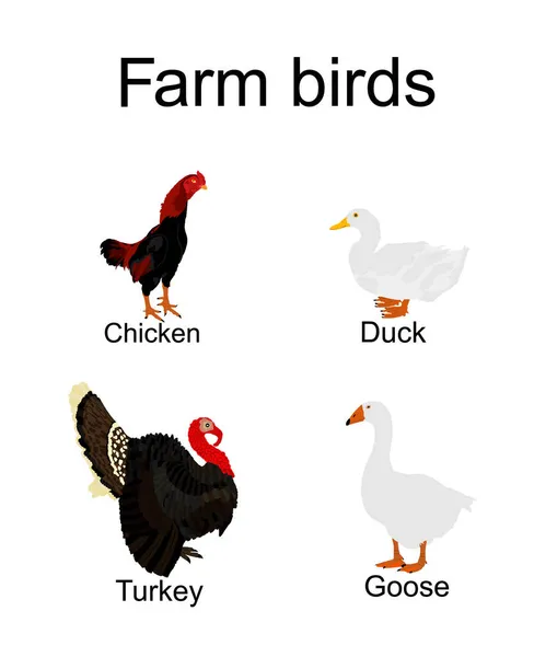 Farm Fowl Birds Vector Illustration Isolated White Background Domestic Poultry — Stock Vector