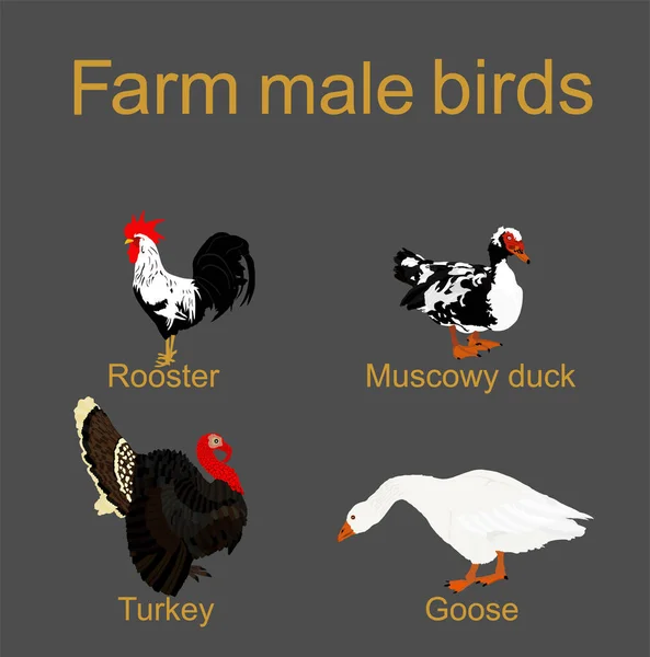 Farm Fowl Male Birds Vector Silhouette Illustration Isolated Gray Domestic — Stock Vector