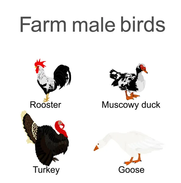 Farm Fowl Male Birds Vector Silhouette Illustration Isolated White Domestic — Stock Vector