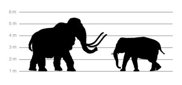 Mamut Contra Elefante Silueta Vectorial Masculina Ilustración Aislada Blanco Educación — Archivo Imágenes Vectoriales