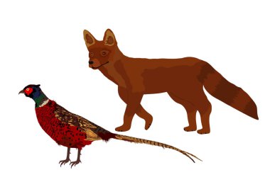 Kurnaz tilki beyaz arka planda izole edilmiş sülün vektör illüstrasyonunu gizler. Akıllı hayvan avcısı. Arkasından sülün çükü avlayan aç tilki. Orman Yaban Hayatı Besin Zinciri Tavuklar Tehlikede