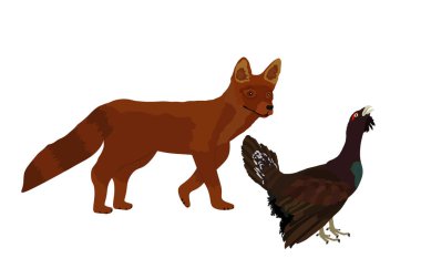 Kurnaz tilki, beyaz arka planda izole edilmiş bir orman kazı çizimi gizliyor. Akıllı hayvan avcısı. Arkasından Heather horozu avlayan aç tilki. Vahşi yaşam besin zinciri, kilise kümes hayvanları tehlikede..