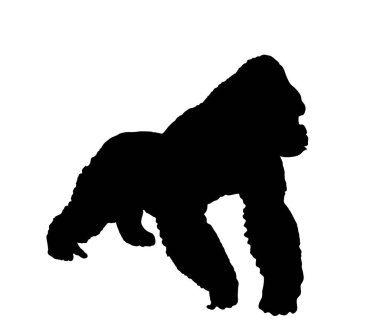 Dağ gorili vektör silüeti beyaz arka planda izole edilmiş. Büyük maymun sembolü. Afrika 'dan vahşi yaşam. Primatların ailesi. Erkek goril, King Kong işareti. Maymun silueti.