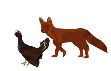 Kurnaz tilki, beyaz arka planda izole edilmiş bir orman kazı çizimi gizliyor. Akıllı hayvan avcısı. Arkasından Heather horozu avlayan aç tilki. Vahşi yaşam besin zinciri, kilise kümes hayvanları tehlikede..