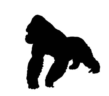 Dağ gorili vektör silüeti beyaz arka planda izole edilmiş. Büyük maymun sembolü. Afrika 'dan vahşi yaşam. Primatların ailesi. Erkek goril, King Kong işareti. Maymun silueti.