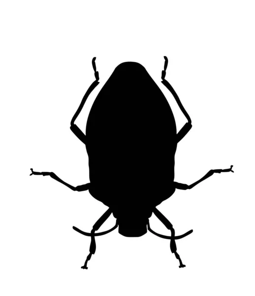Ilustração Silhueta Vetorial Percevejo Isolada Fundo Branco Escudo Bug Besouro — Vetor de Stock