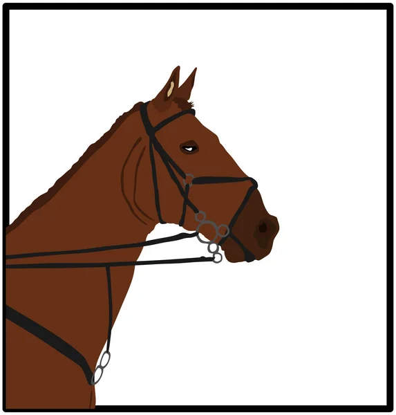 Elegante Caballo Carreras Cabeza Retrato Vector Ilustración Aislada Sobre Fondo — Vector de stock