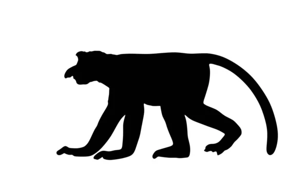 白い背景に隔離されたプロボシス猿やナサリス幼生のベクトルシルエットイラスト 鼻の大きな猿のシンボル 珍しい固有種 — ストックベクタ