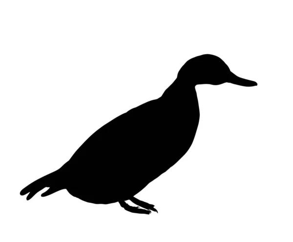 Ilustracja Wektora Dzikiej Kaczki Izolowana Białym Tle Symbol Drobiu Dzikiego — Wektor stockowy