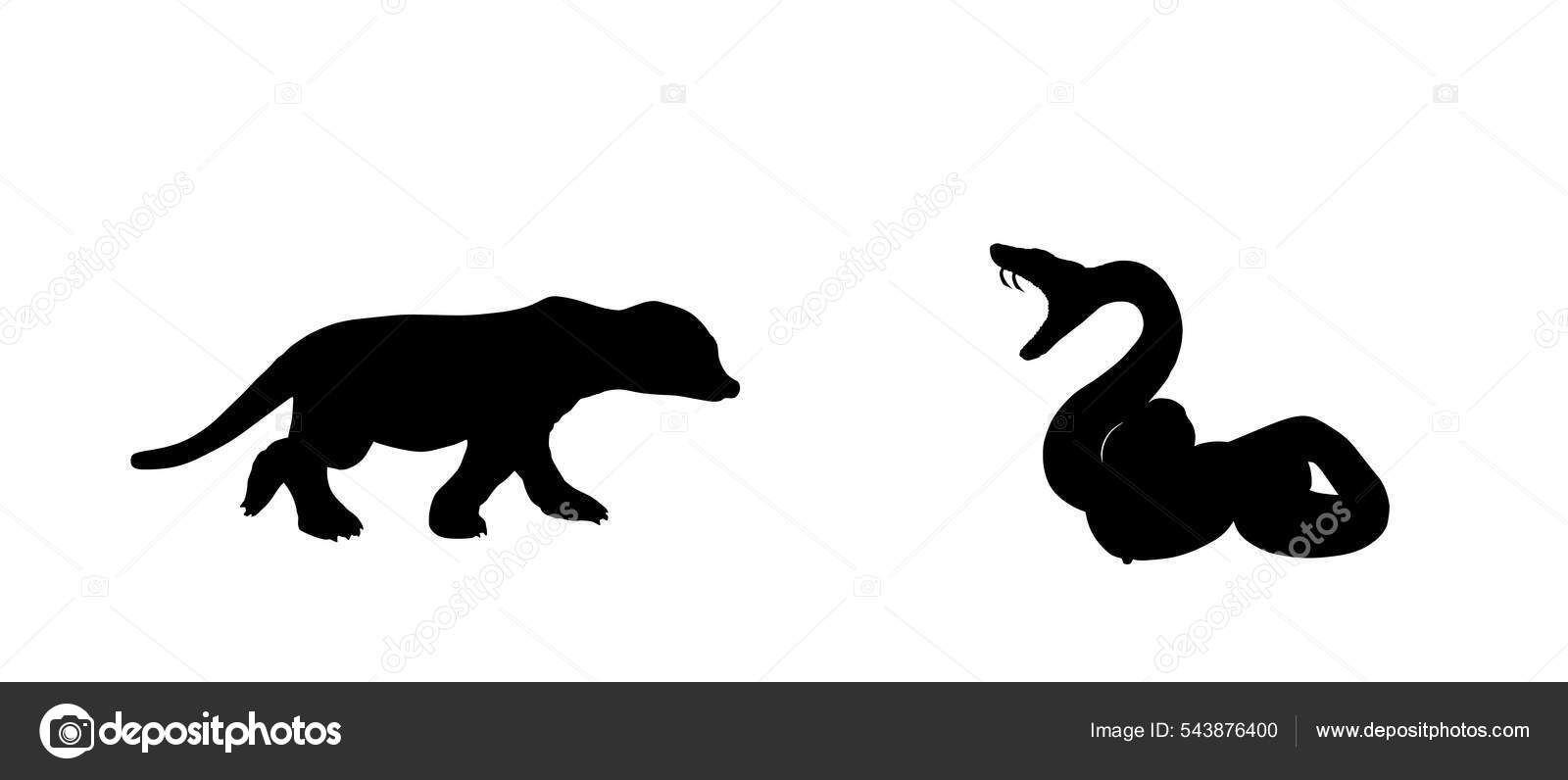 Serpiente Rizado Defender Contra Mangosta Suricata Ataque Presa Vector