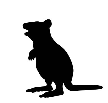 Beyaz arkaplanda izole edilmiş Quokka vektör silüeti çizimi. Wallaby siluet şeklini fırçala. Avusturalya hayvanı.