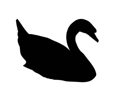 Beyaz arka planda izole edilmiş yüzen kuğu vektör silüeti çizimi. Doğa habitatında büyük bir kuş. Kuğu şekilli gölge. Nehir ya da göl hayvanı.