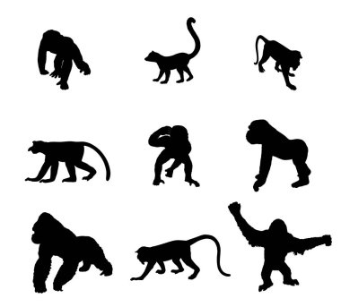 Beyaz arkaplanda izole edilmiş maymun koleksiyonu vektör çizimi. Şempanze. Goril. Hortumlu maymun burun larvası, burun maymunu. Langur. Kırmızı şişlemeli Douc. Lemur. Orangutan sembolü.