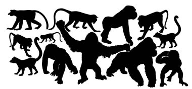 Beyaz arkaplanda izole edilmiş maymun koleksiyonu vektör çizimi. Şempanze. Goril. Hortumlu maymun burun larvası, burun maymunu. Langur. Kırmızı şişlemeli Douc. Lemur. Orangutan sembolü.
