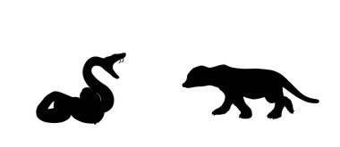 Kıvrık yılan firavun faresi mirketine karşı savunma yapar beyaz arka planda izole edilmiş av vektör siluetine saldırır. Kara Yılan. Zehirli yılan şekilli gölge. Ölümcül zehir avcısı seni. Tehlike muamelesi