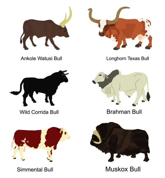 Bull Kolekce Vektorové Ilustrace Izolované Bílém Pozadí Muskox Musk Hovězí — Stockový vektor