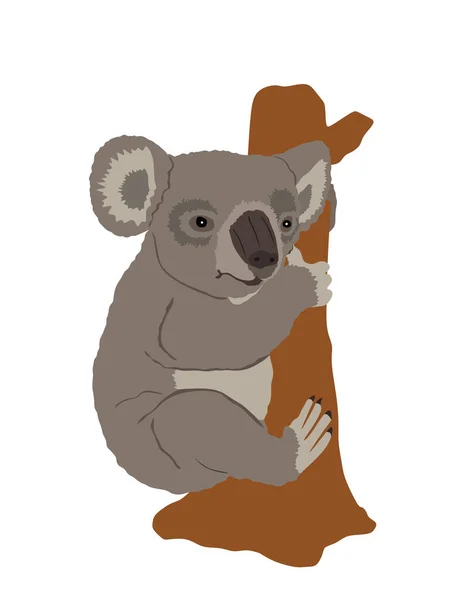 有袋目动物带有在白色背景上孤立的树袋熊病媒图解 澳大利亚特有的动物象征 分枝上的考拉轮廓形状 — 图库矢量图片