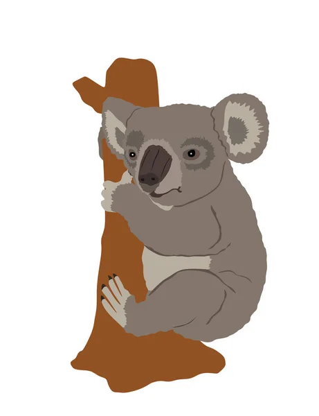 Erszényeseken Koala Vektor Illusztráció Van Fehér Alapon Elkülönítve Endemic Állat — Stock Vector