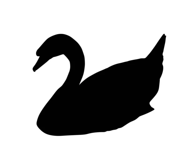 Nuoto Cigno Vettoriale Silhouette Illustrazione Isolata Sfondo Bianco Fauna Selvatica — Vettoriale Stock