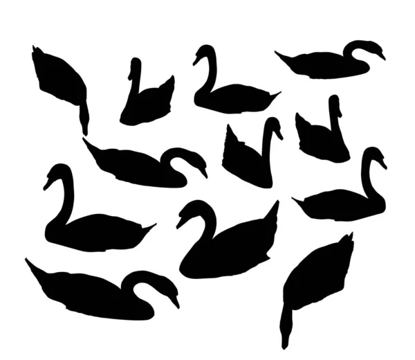 Natación Cisnes Bandada Vector Silueta Ilustración Aislada Sobre Fondo Blanco — Archivo Imágenes Vectoriales