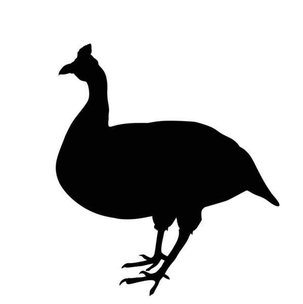 Ilustración Del Vector Aves Corral Guinea Con Casco Aislado Sobre — Vector de stock