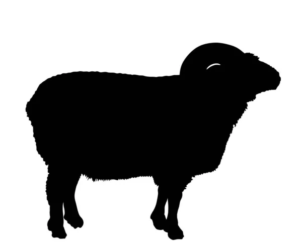 Bighorn Ram Vector Silhouet Illustratie Geïsoleerd Witte Achtergrond Lamsvlees Slager — Stockvector
