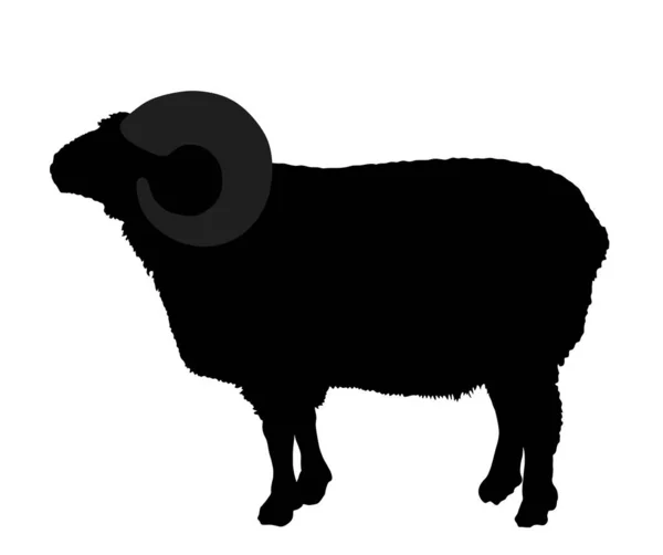 Bighorn Ram Vector Silhouette Illustration Isoliert Auf Weißem Hintergrund Lammfleisch — Stockvektor