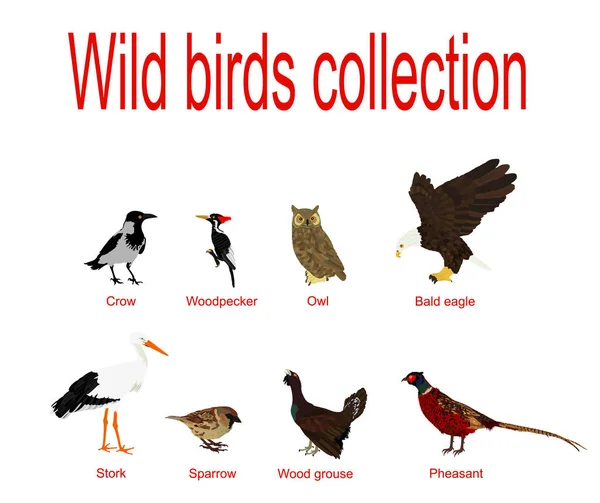 Europese Wilde Vogels Collectie Vector Illustratie Geïsoleerd Witte Achtergrond Continentaal — Stockvector