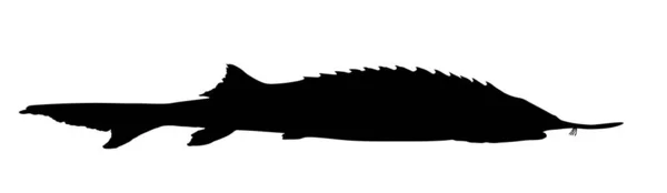 白を基調としたチョウザメの魚ベクトルシルエットイラスト 高級キャビアソース 野生生物からのプレミアム食事 外科医の形のシンボル — ストックベクタ
