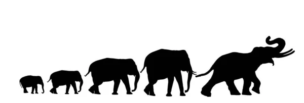 Стадо Слонов Идущих Линии Векторного Силуэта Иллюстрации Изолированы Белом Фоне — стоковый вектор