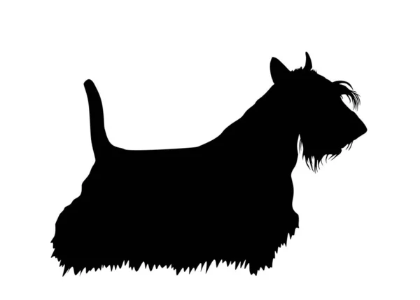 Scottish Terrier Silhouette Vettoriale Isolato Sfondo Bianco Ombra Forma Cane — Vettoriale Stock