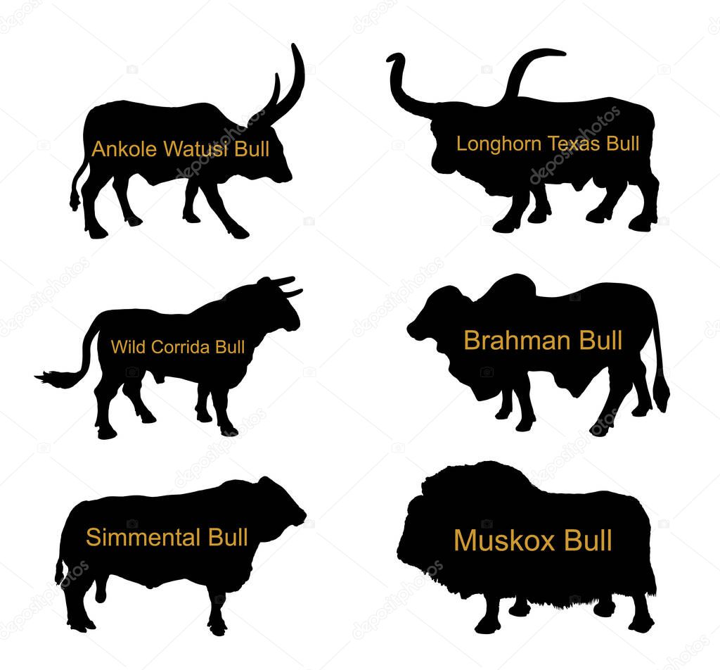 Bull collection vector silhouette illustration isolated on white. Muskox, Musk ox beef. Powerful animal symbol. Long horn cattle Texas bull. Ankole watusi. Bos taurus. Brahman cow Zebu ox. Simmental.