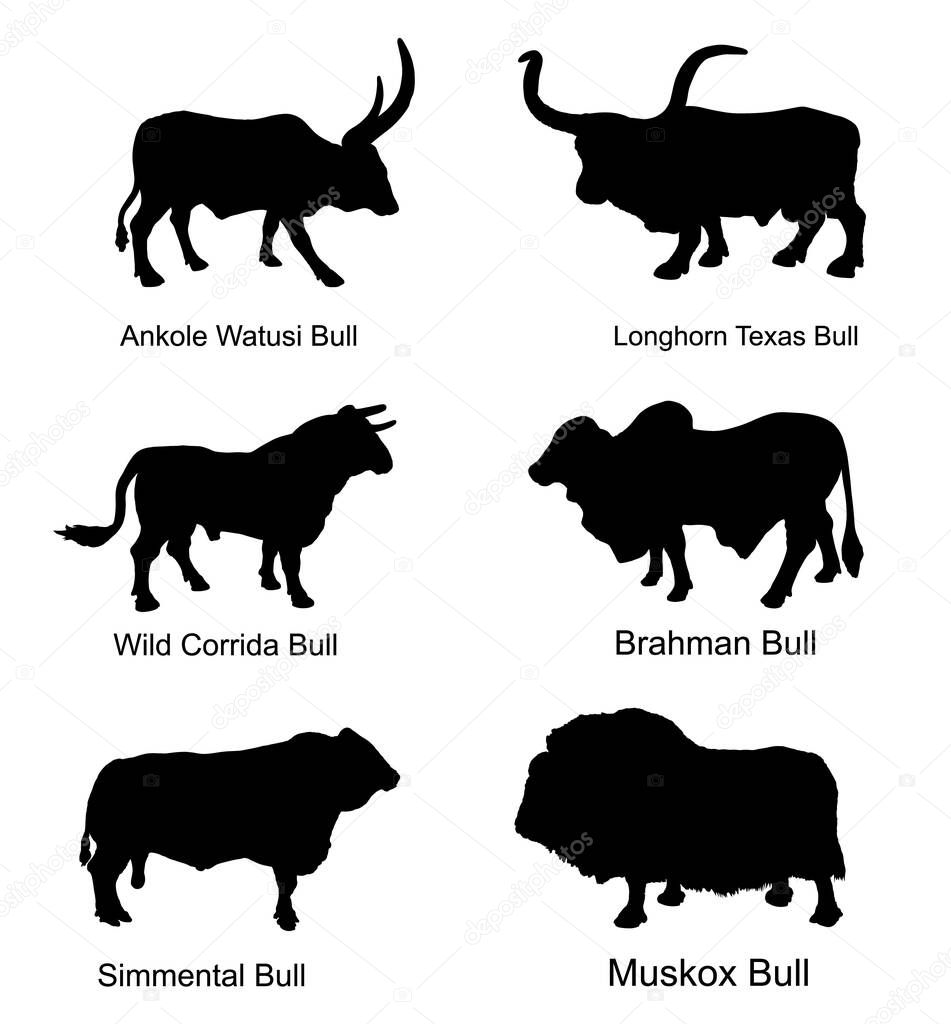 Bull collection vector silhouette illustration isolated on white. Muskox, Musk ox beef. Powerful animal symbol. Long horn cattle Texas bull. Ankole watusi. Bos taurus. Brahman cow Zebu ox. Simmental.